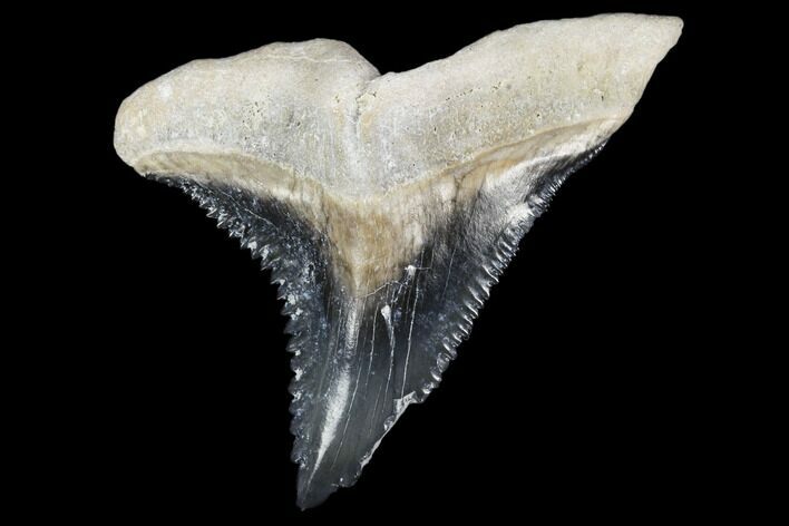 Huge, Fossil Shark Tooth (Hemipristis) - Bone Valley, Florida #113845